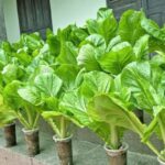 Efficient Watering with the Chapin Bucket: Revolutionizing Small-Scale Agriculture