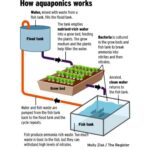 The Ultimate Guide to Growing Greens in Potting Soil Bags: A Simple, Weed-Free Method