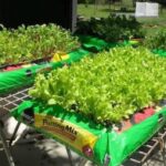 The Ultimate Guide to Aquaponics: Sustainable Farming for Your Home