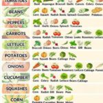 The Most Common Tomato Ailments and Their Treatments: A Complete Guide