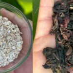 The Miracle Tea That Improves Vision, Controls Diabetes, and Lowers Cholesterol!