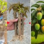 15 Foods You Can Regrow from Scraps – A Simple Guide to a Sustainable Kitchen Garden