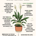 How to Propagate Roses from Cuttings