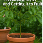 Now is the time to propagate hydrangeas – this is the easiest way