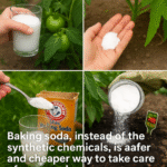 How to Get Rid of Mice with Natural Remedies