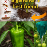 Home butterfly feeder