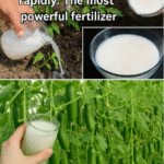 Baking soda is a gardener’s best friend
