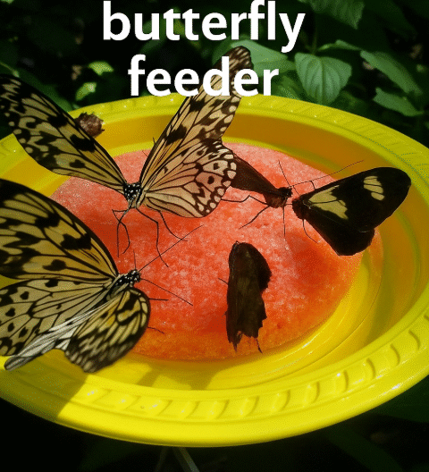Home butterfly feeder