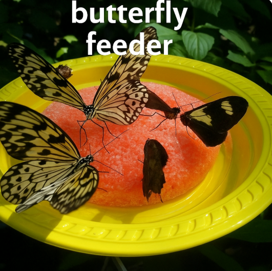 Home butterfly feeder