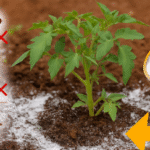 Garlic, tomatoes and cucumbers will grow rapidly