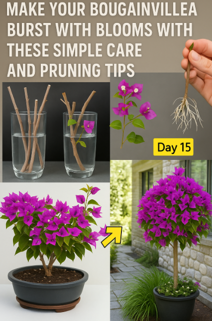 Make your bougainvillea burst with blooms
