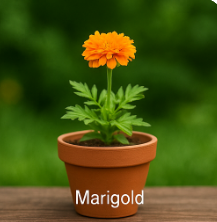 Marigolds