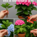 6 Tips for Growing Avocado in a Pot and Getting it to Fruit