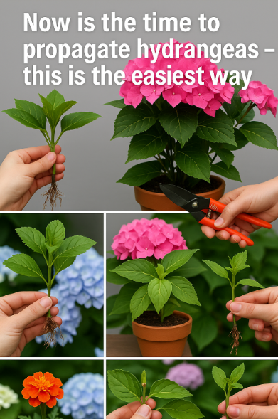 Now is the time to propagate hydrangeas – this is the easiest way