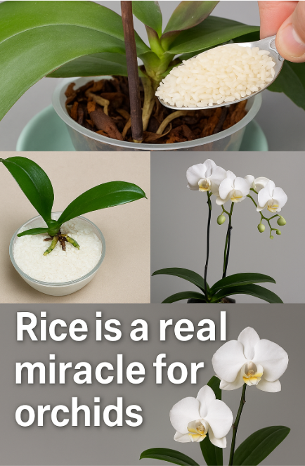 Rice is a real miracle for orchids