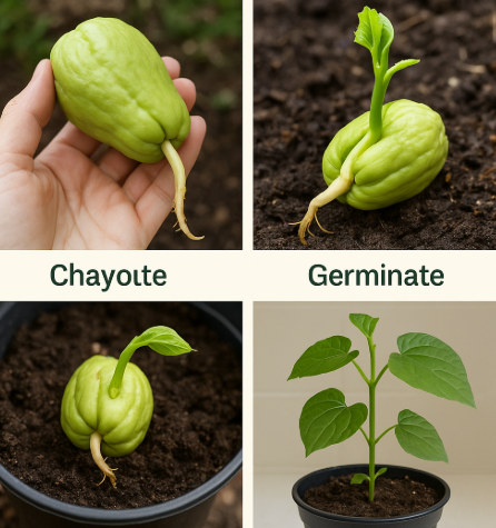 How to Grow Chayote from Supermarket Fruit