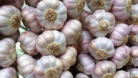 Here's the best way to grow garlic and ginger in your home garden