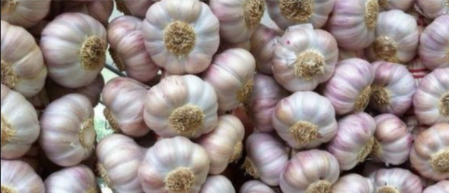 Here's the best way to grow garlic and ginger in your home garden