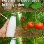 6 Natural Herbs That Improve Your Health