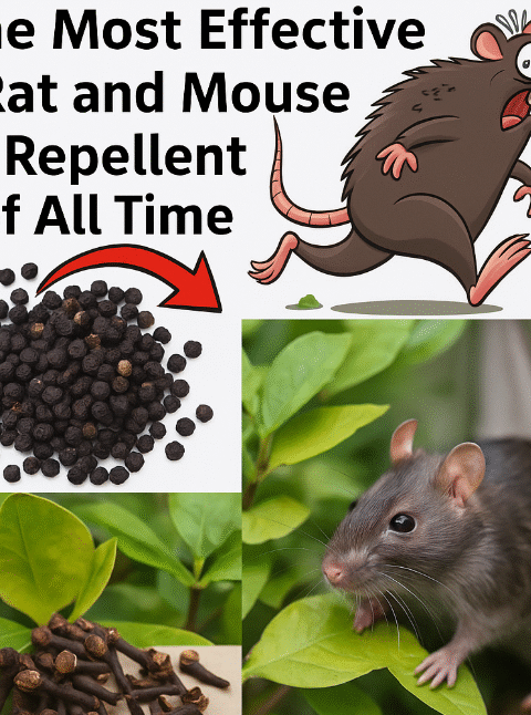 The Most Effective Rat and Mouse Repellent of All Time