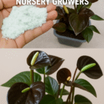 The Secret Mixture for Thriving Tomatoes, Peppers, Eggplants, and Onions!
