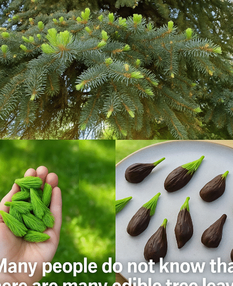 any people do not know that there are many edible tree leaves
