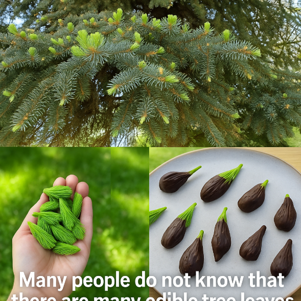 any people do not know that there are many edible tree leaves