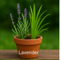 Lavender