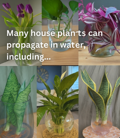 Many house plants can propagate in water, including
