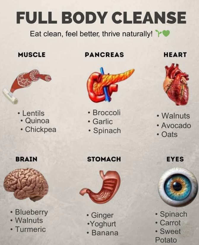 Nourish Every Organ with Food