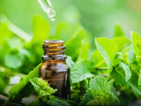 Menthol scent may slow brain function decline in mice.