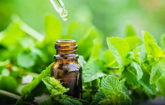 Menthol scent may slow brain function decline in mice.