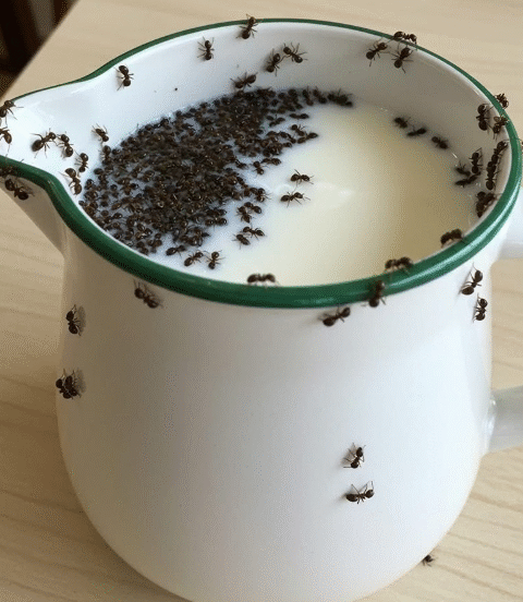 Got Ants? Try This Simple, Natural Trick