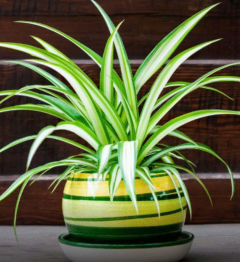 spider plant
