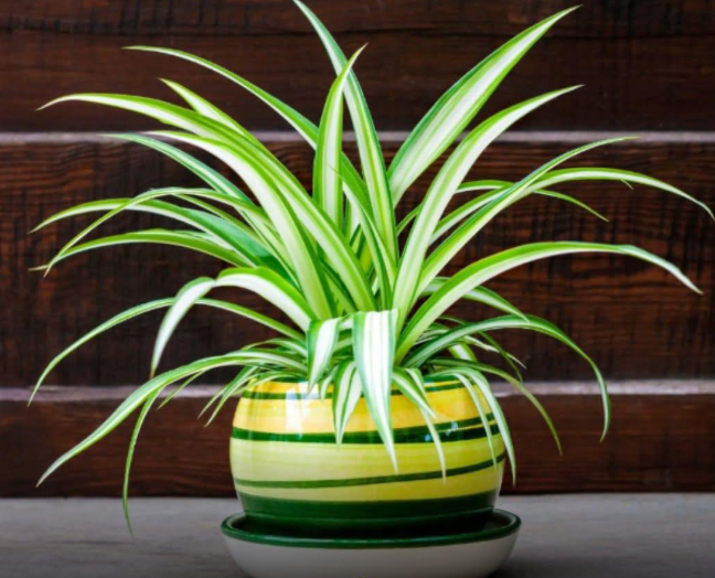 spider plant